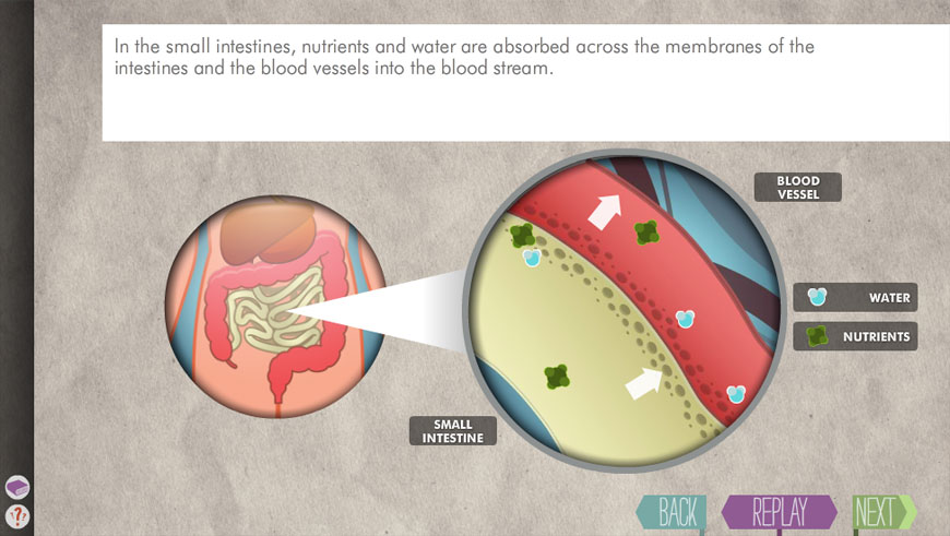 STEMscopes for 9th Grade Biology